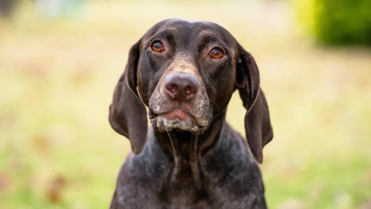 Dog tilting its head