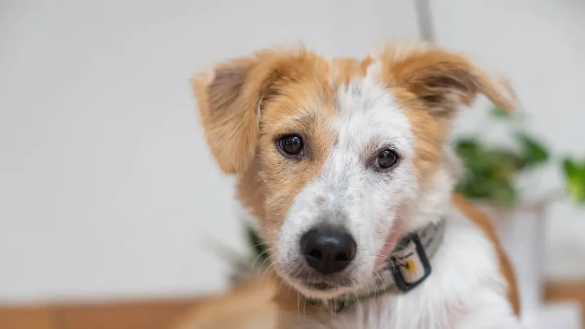 Dog tilting its head