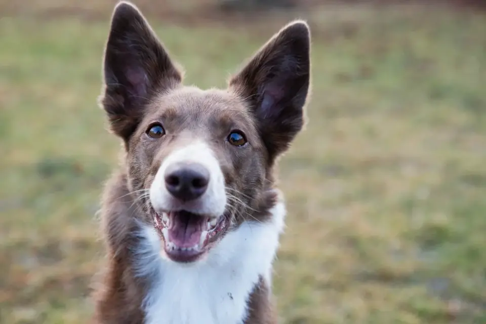 Dog tilting its head