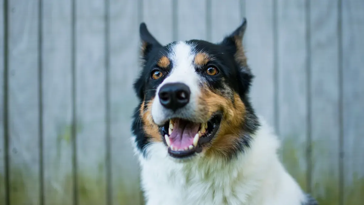 Dog tilting its head