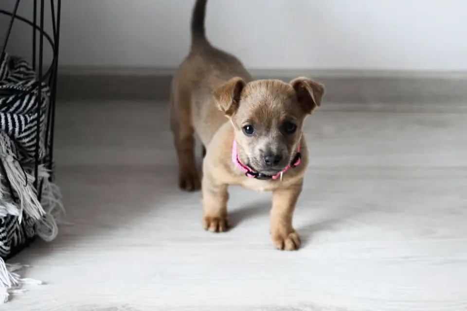 Dog under furniture