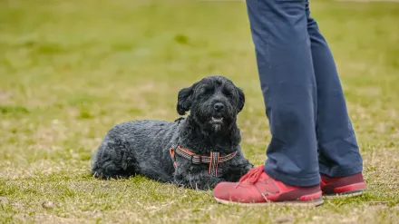 Dog waiting beside a bowl