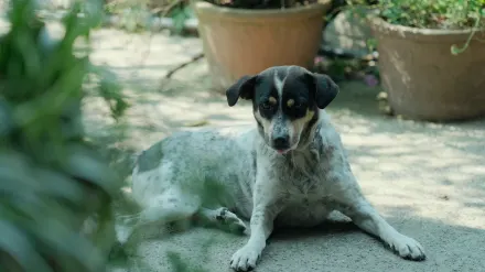 Dog waiting beside a bowl