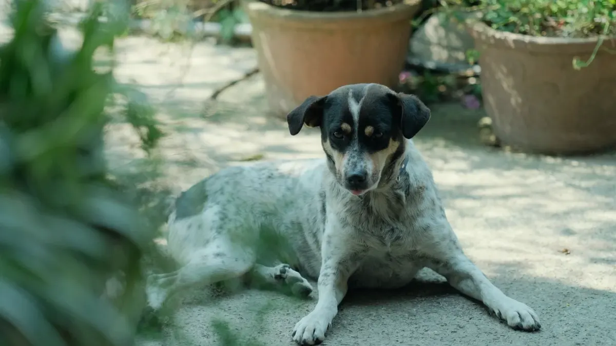 Dog waiting beside a bowl