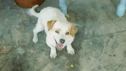 Dog waiting beside a bowl