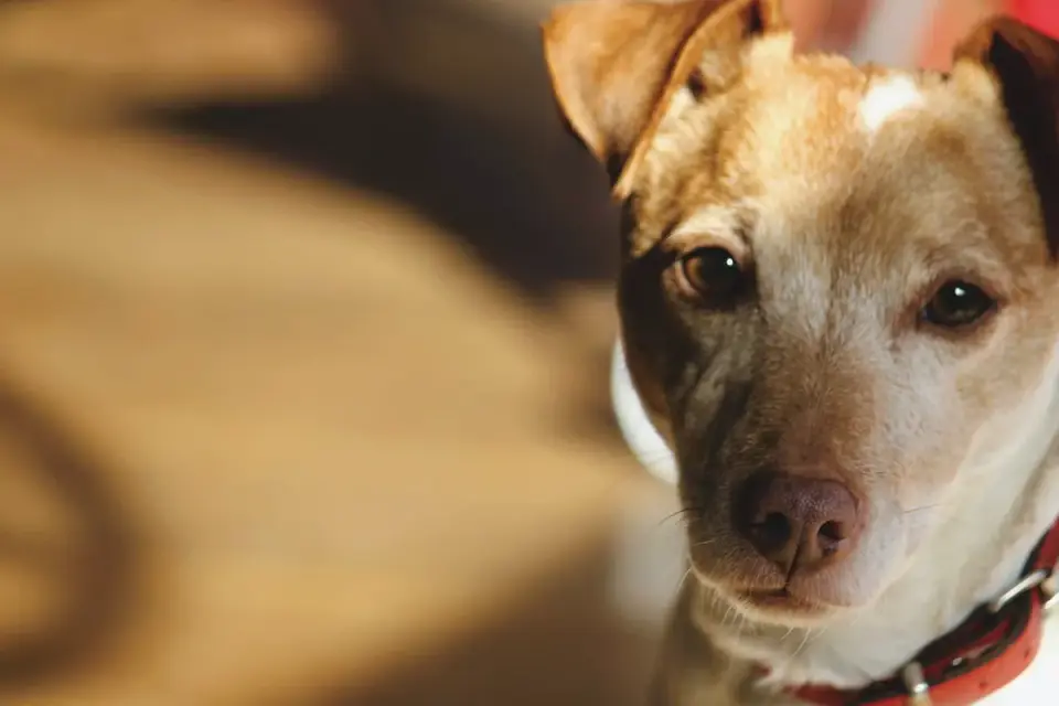 Dog waiting beside a bowl