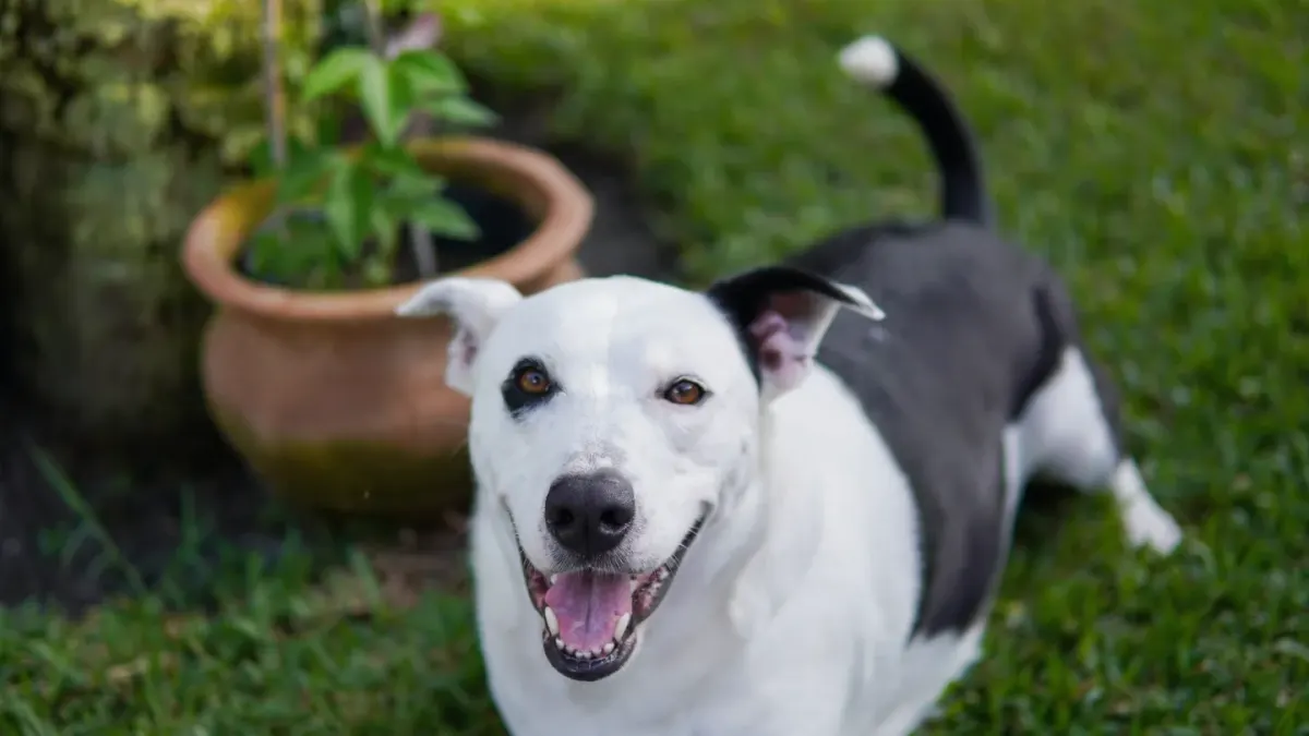 Dog waiting beside a bowl