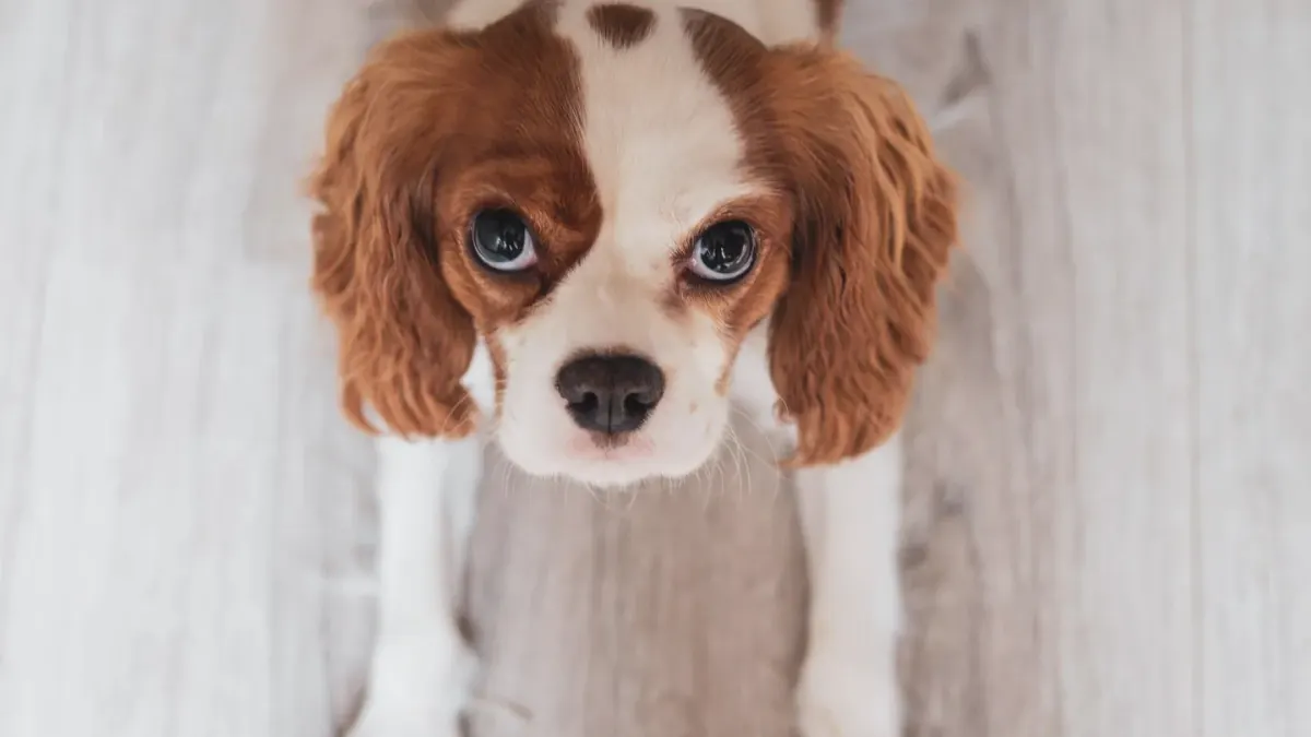 Dog waiting beside a bowl