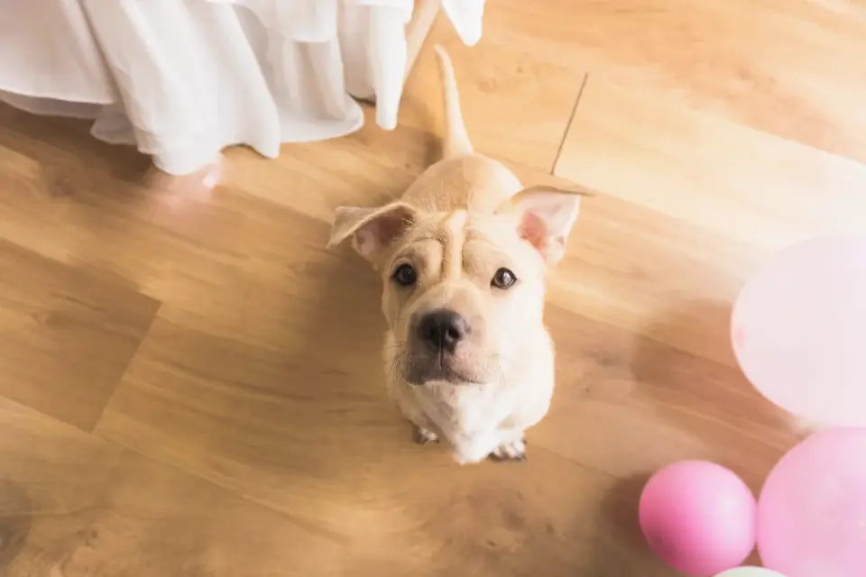 Dog waiting indoors