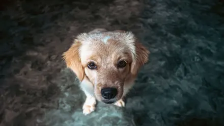 Dog waiting indoors