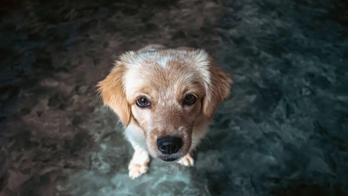 Dog waiting indoors