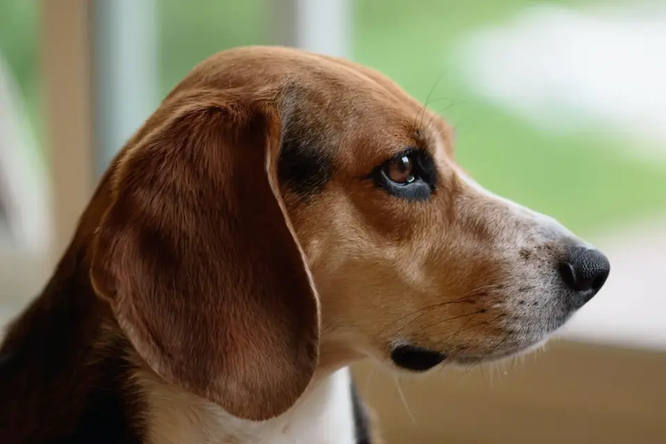 Dog waiting indoors
