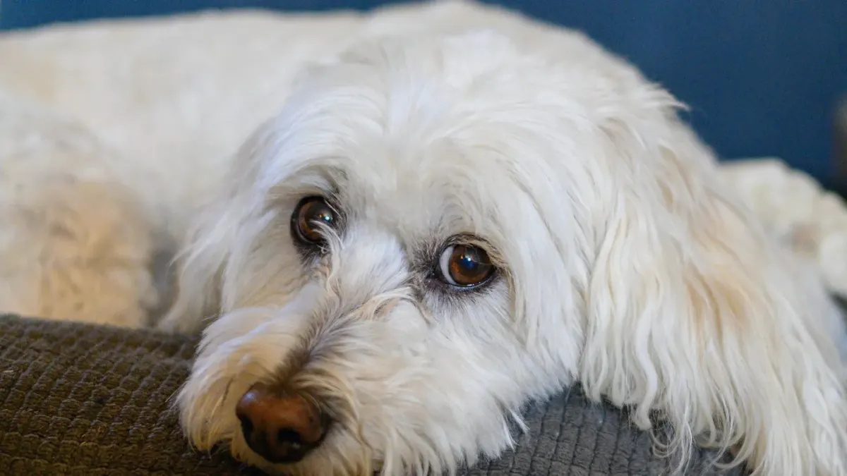 Dog waiting indoors