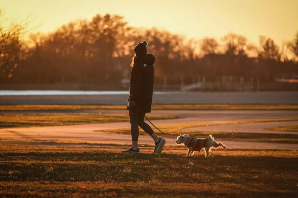Dog walking outdoors