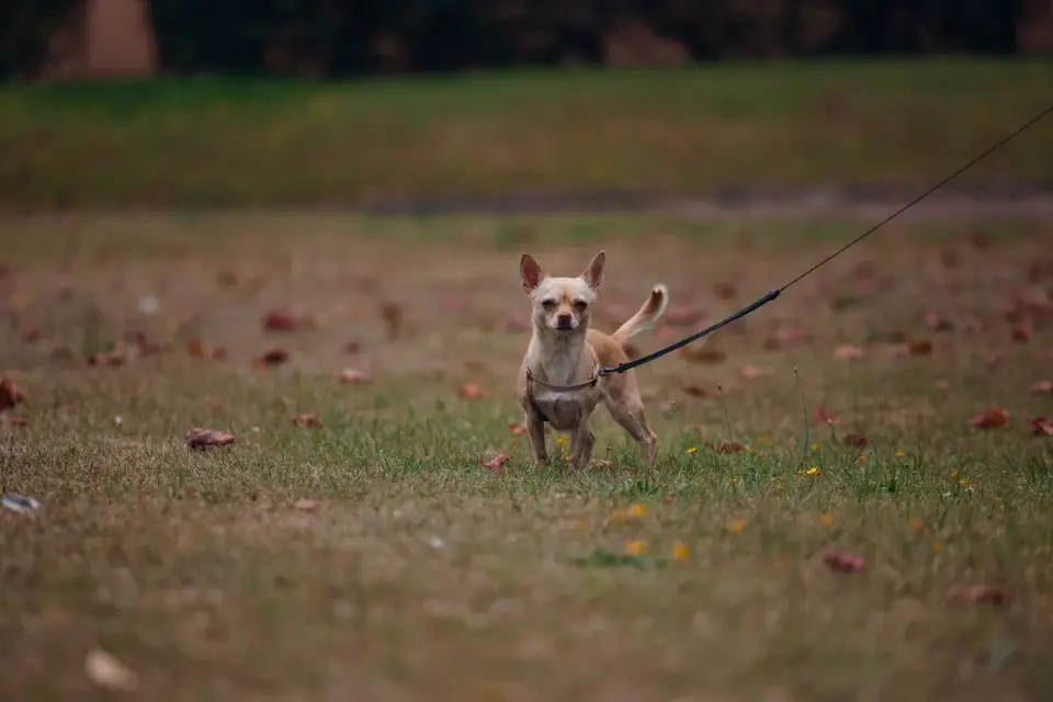 Dog walking with an owner