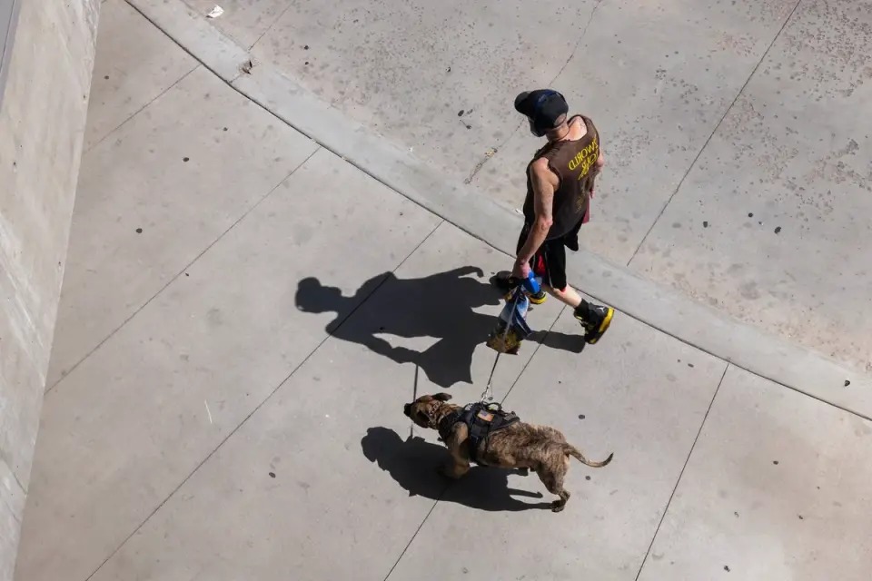 Dog walking with an owner