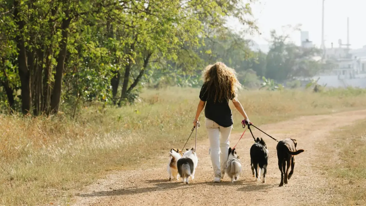 Dog walking with an owner