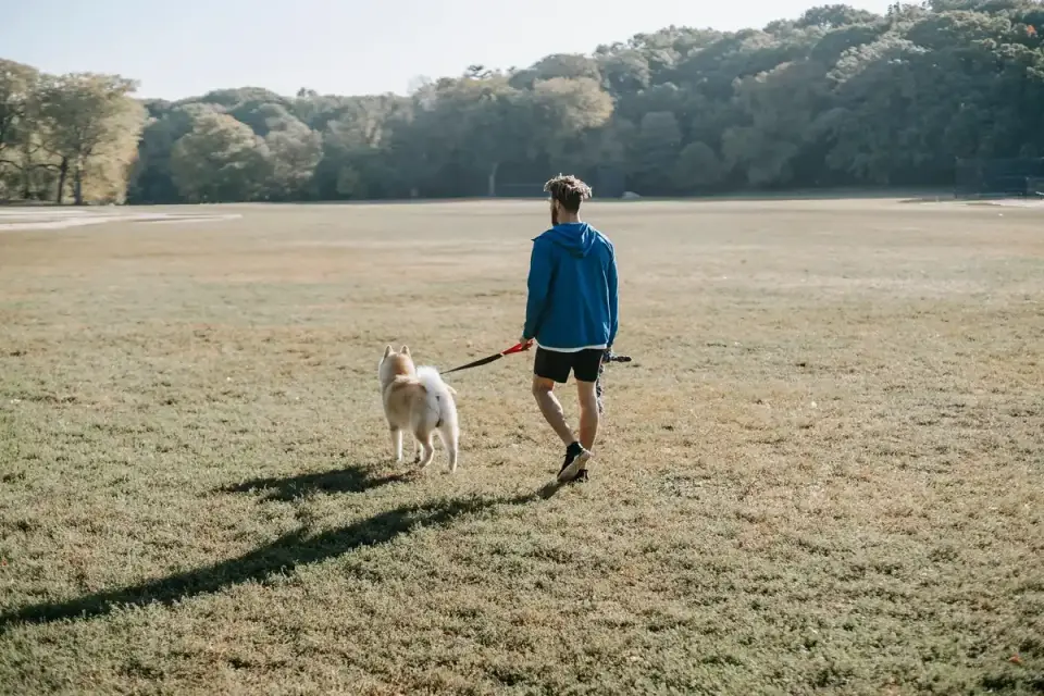 Dog walking with an owner