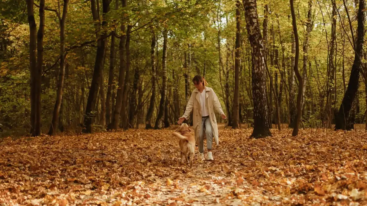 Dog walking with an owner