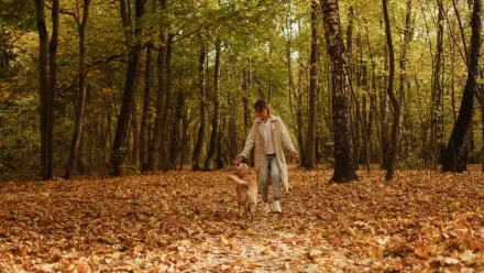 Dog walking with an owner