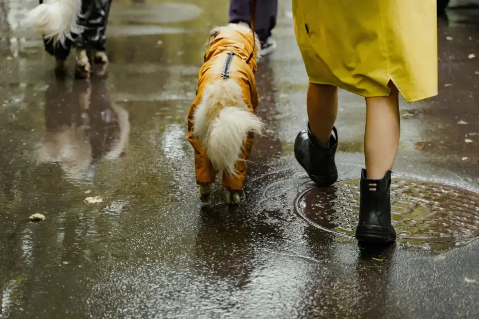 Dog walking with an owner