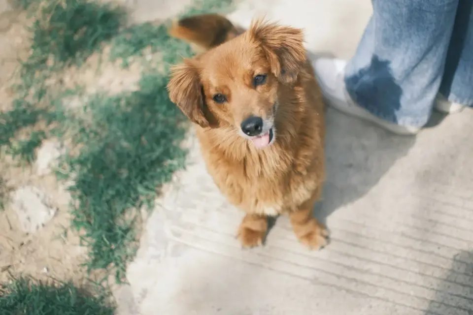 Dog walking with an owner