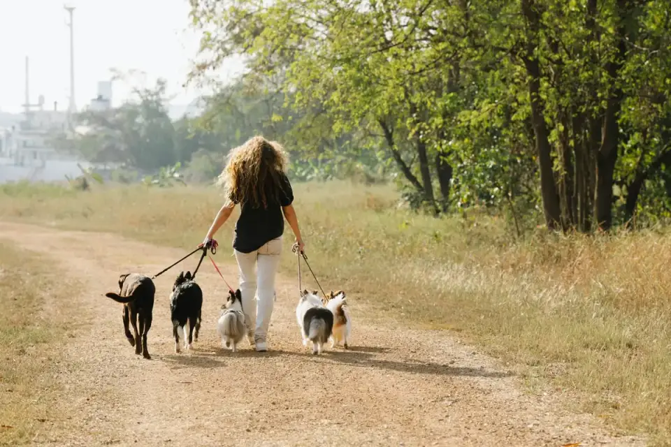 Dog walking with owner outdoors