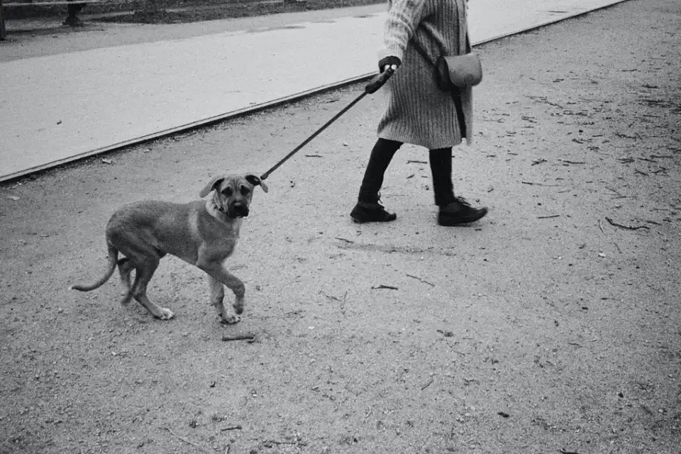 Dog walking with owner outdoors