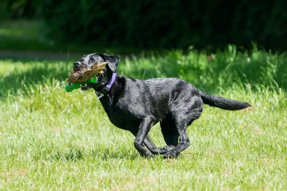 Dog with a rubber toy
