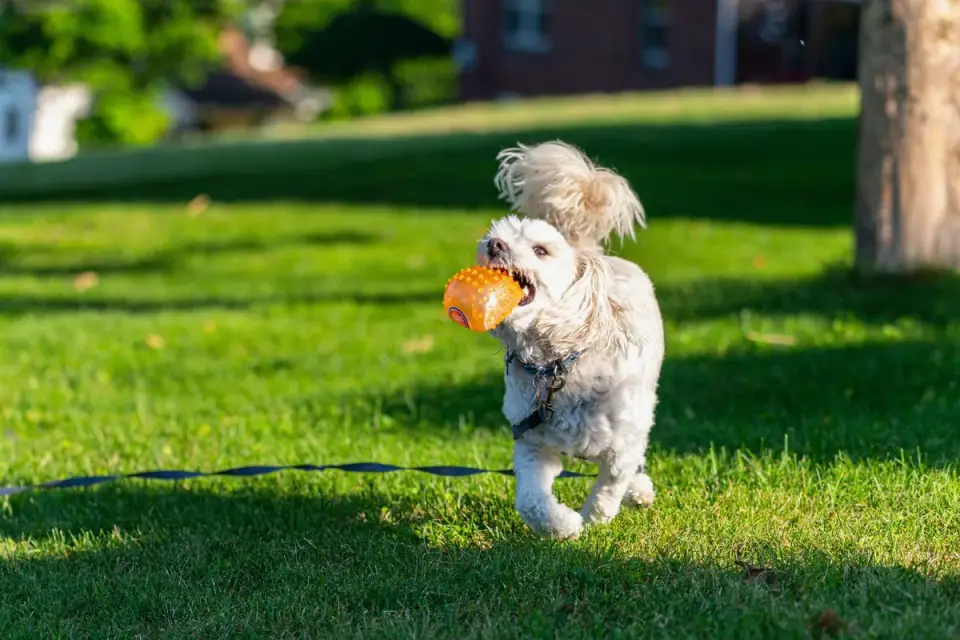 Dog with a rubber toy