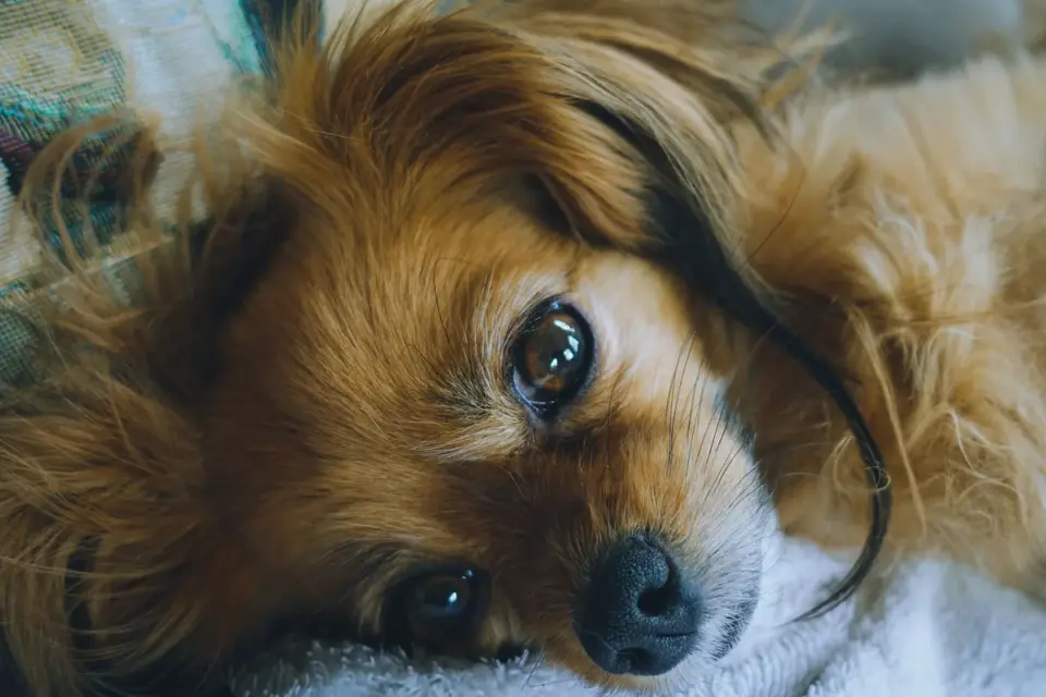Dog with eyes closed
