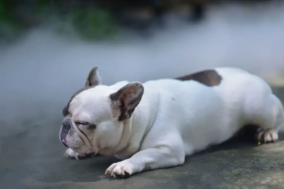 Dog with eyes closed