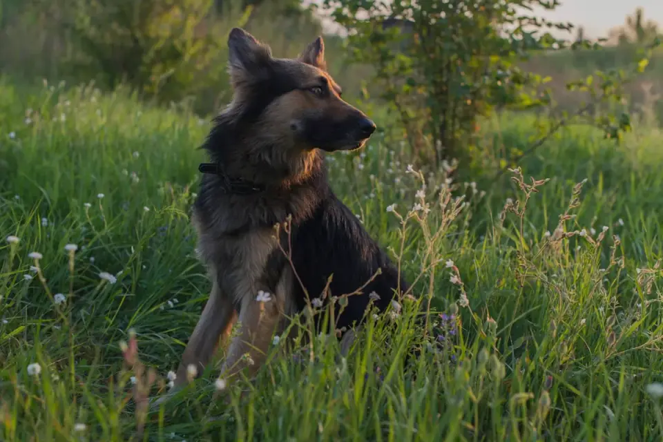 German shepherd standing outdoors