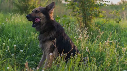 German shepherd standing outdoors