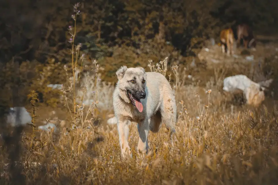 German shepherd standing outdoors
