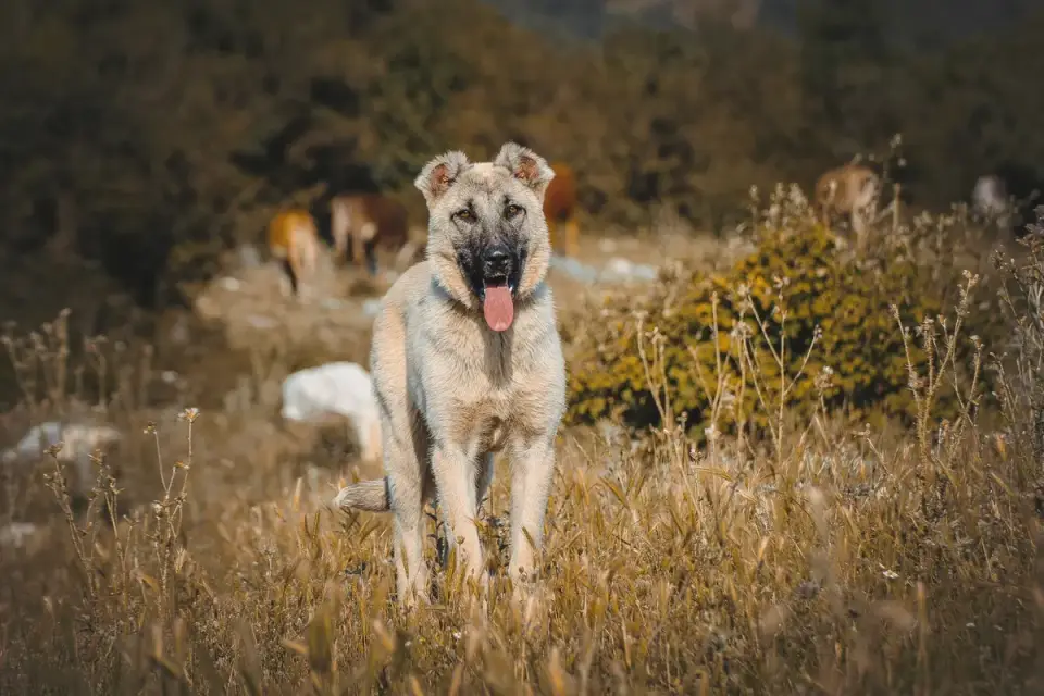 German shepherd standing outdoors