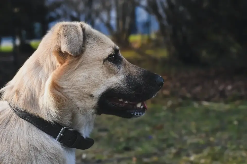 German shepherd standing outdoors