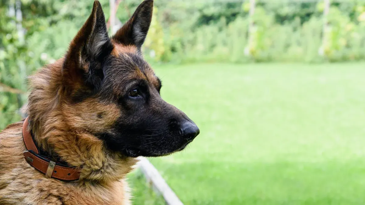 German shepherd standing outdoors