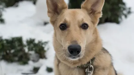 German shepherd standing outdoors