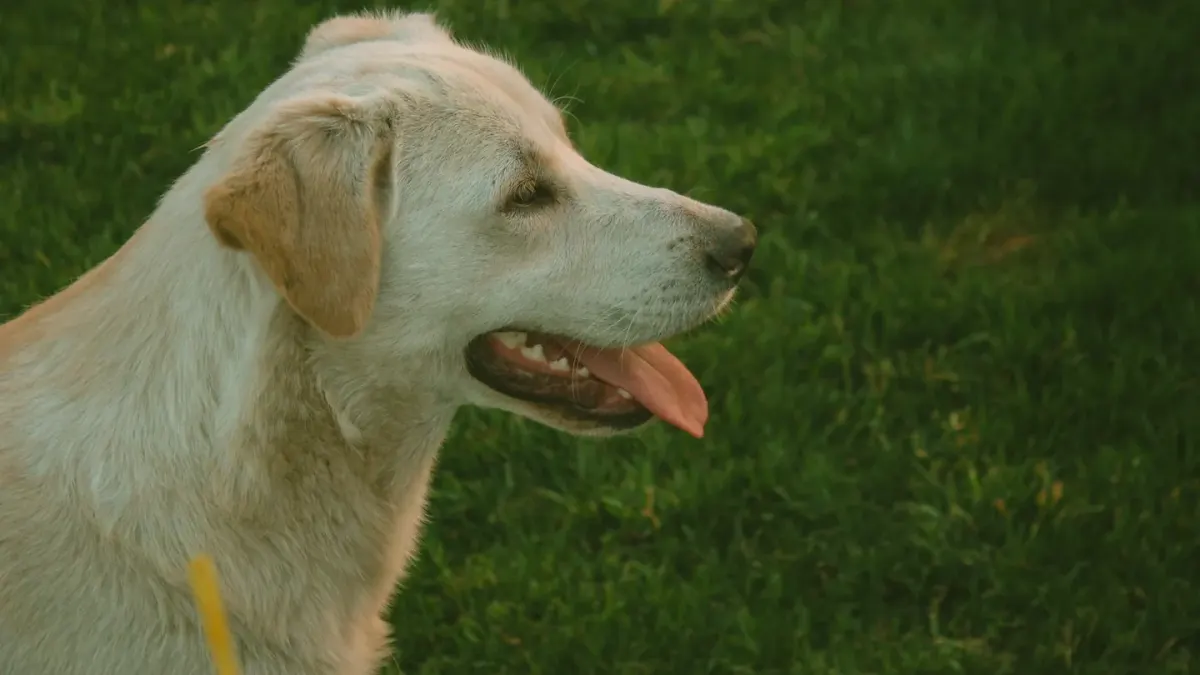Golden retriever portrait