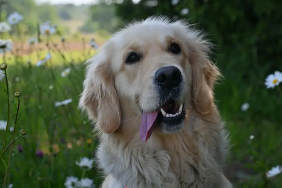 Golden retriever portrait