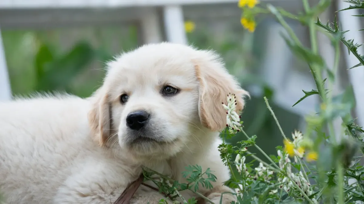 Golden retriever portrait