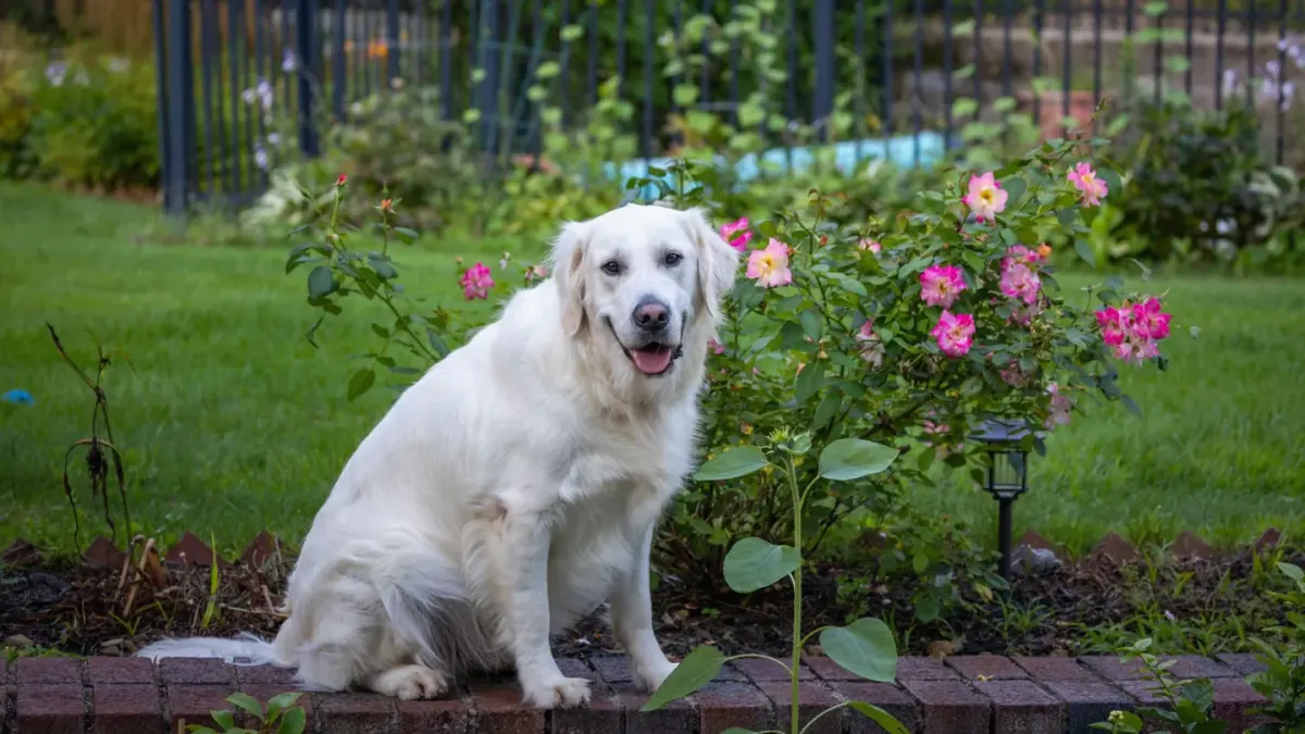 Golden retriever portrait