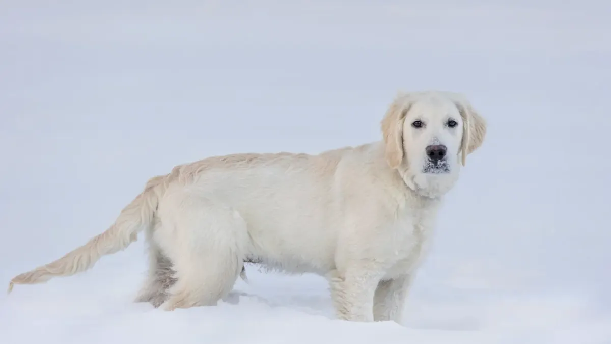 Golden retriever portrait