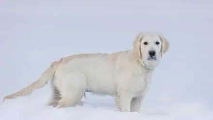 Golden retriever portrait