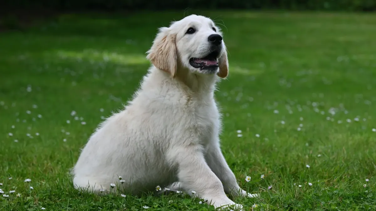 Golden retriever portrait