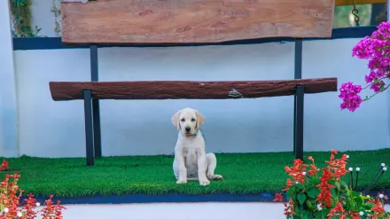 Labrador retriever outdoors