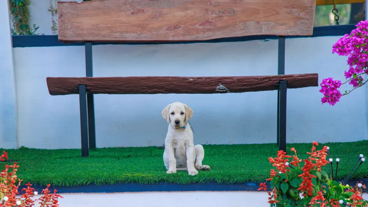 Labrador retriever outdoors