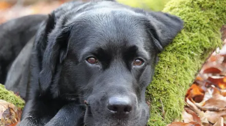 Labrador retriever outdoors