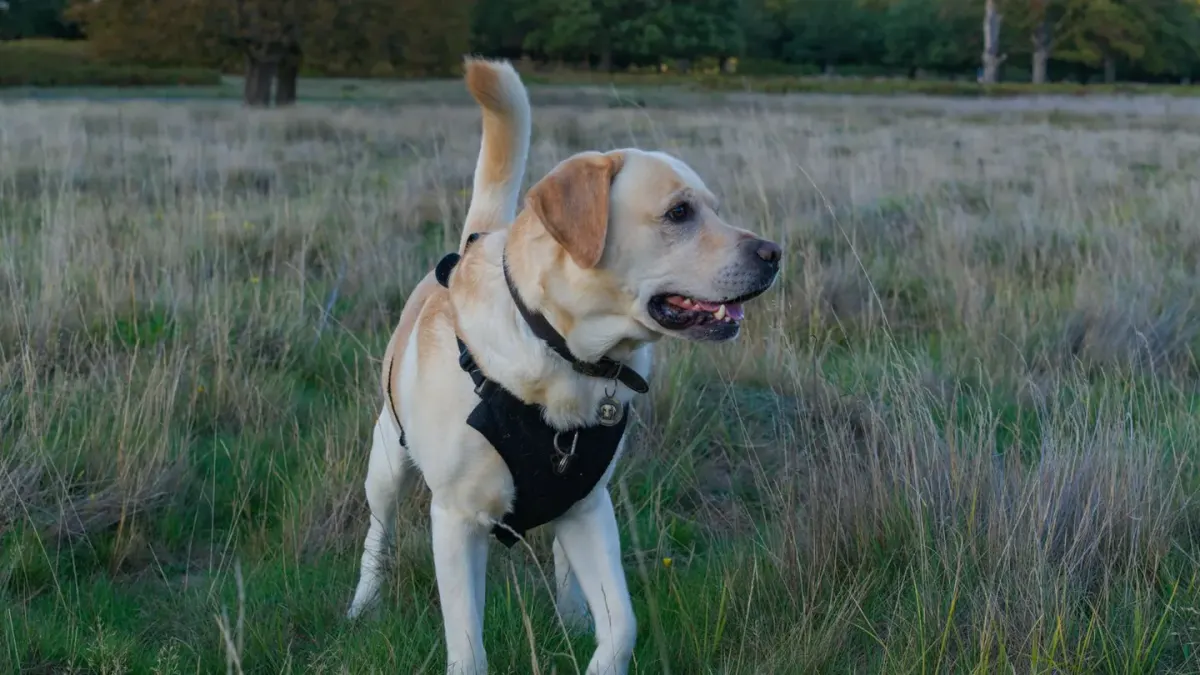 Labrador retriever outdoors